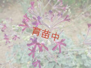 画像1: シドイデス ゼラニウム