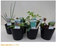 レッド・ピンク　ガーデン　ハーブセット