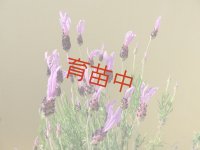 ラベンダー　ストエカス　フェアリーウィング 　