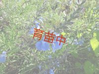 セージ　アズレア