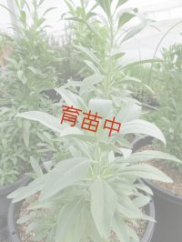 セージ　ホワイト　