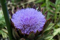 アーティーチョーク　