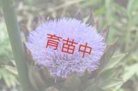アーティーチョーク　