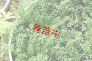 画像1: カモミール　ノンフラワー　
