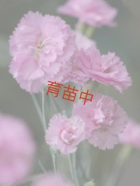クローブピンク　