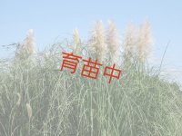 パンパスグラス　ホワイト　