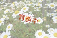 フィーバーヒュー　