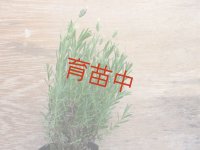 ラベンダー　ストエカス　エンゼル　１５cmポット
