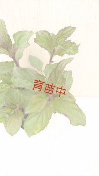 ニホンハッカ　JMM1