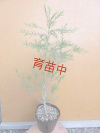 ティーツリーメディカル　１５cmポット
