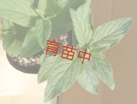 ニホンハッカ　あおば