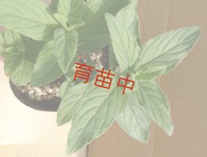 画像1: ニホンハッカ　あおば