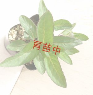 画像1: ニホンハッカ　さんび