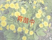 カウスリップ　