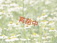 カモミール　ジャーマン　