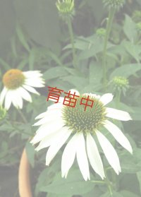 エキナセア　パープレア　ホワイト