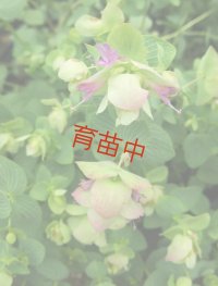 オレガノ　ケントビューティー　
