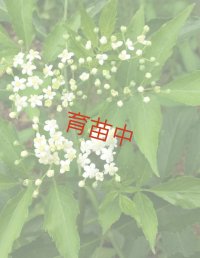 エルダー　