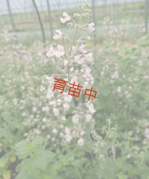 画像1: キャットミント　ピンク