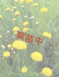 サントリナ　グリーン
