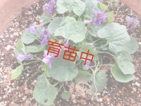 スィートバイオレット　