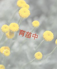 サントリナ　グレイ