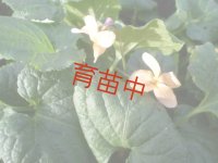 スィートバイオレット　イエロー