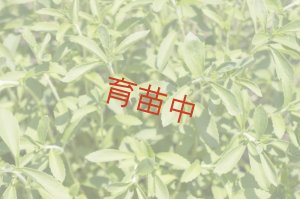 画像1: ステビア　