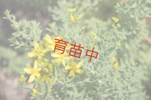 画像1: セントジョンズワート　