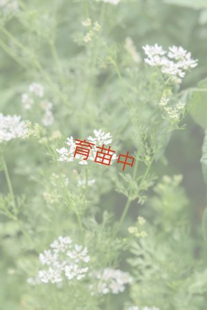 画像2: チャービル　
