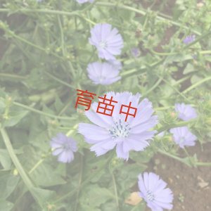 画像1: チコリ　