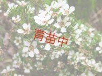 ティーツリー　マヌカ　