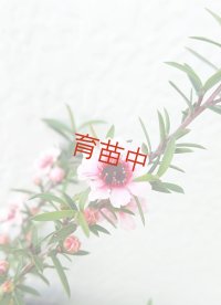 ティーツリー　マヌカ　赤花