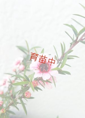 画像1: ティーツリー　マヌカ　赤花