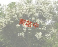 ティーツリー　メディカル　