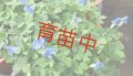 ブルークローバー　
