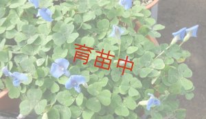 画像1: ブルークローバー　