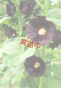 ホリホックブラック　
