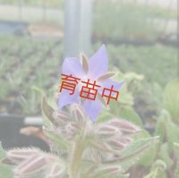 ボリジ　ブルー