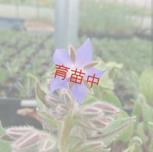 画像1: ボリジ　ブルー