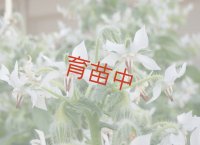 ボリジ　ホワイト