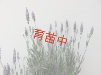 ラバンジン　アラビアンナイト 　