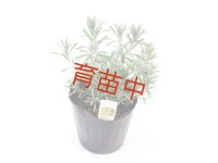 １５ｃｍポット苗　ラベンダー　ブルーマウンテン