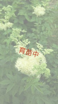 メドースィート