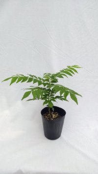 カレーリーフ