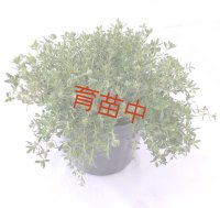 タイム　レイター　１５cmポット