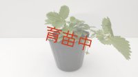 ワイルドストロベリー　ミグノネッティー　大ポット（１５cmポット）