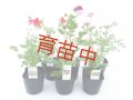 ゼラニウム　セット