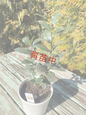 画像3: 月桂樹　15cm黒ポット