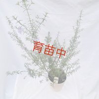 ウエストリンギア ピンク　15cm黒ポット